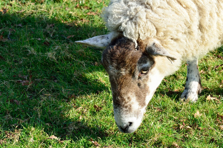 一只羊，饲喂草的头