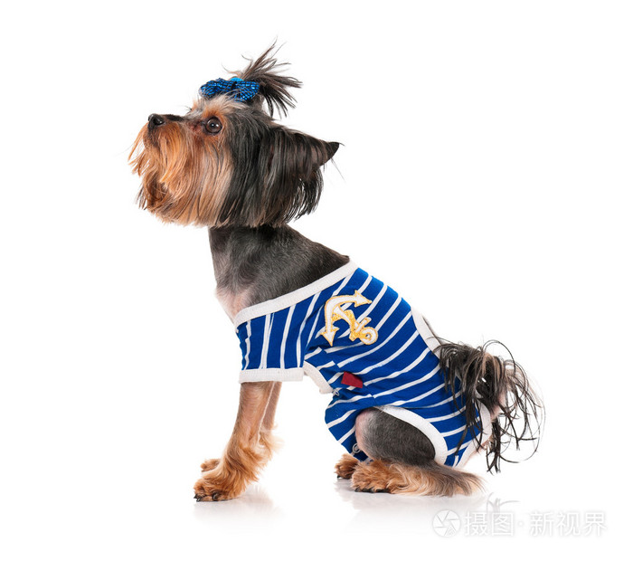 约克夏犬