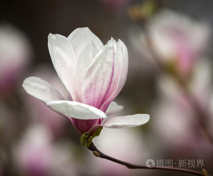 白玉兰花