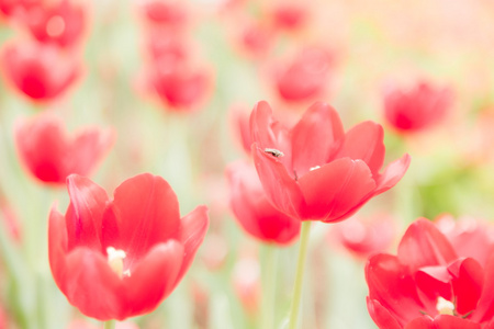 红色郁金香花与昆虫