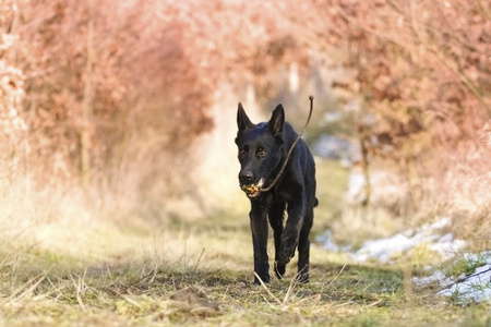 交叉德国牧羊犬黄金猎犬图片