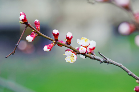 杏树花