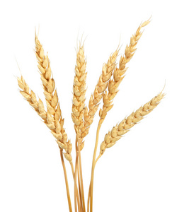 小麦的耳朵