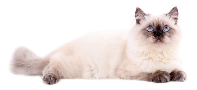 一只漂亮的猫上白色孤立