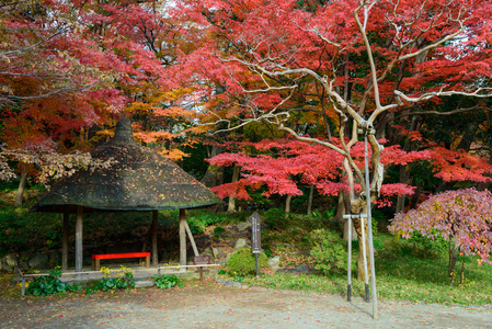 koishikawa 乐园在秋天在东京