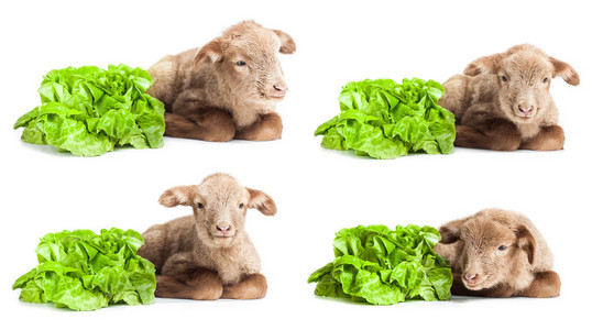 孤立的沙拉作为素食主义者习惯的白色背景上的羔羊