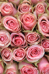 粉色的玫瑰，在婚礼的安排