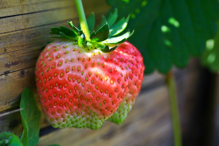 草莓果实