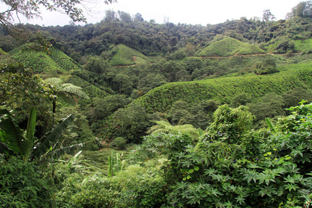 森林和茶种植园