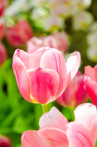 特写粉红色郁金香花园里