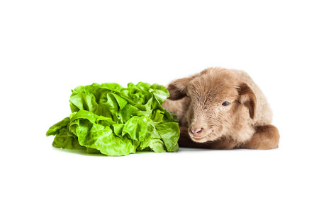 孤立的沙拉作为素食主义者习惯的白色背景上的