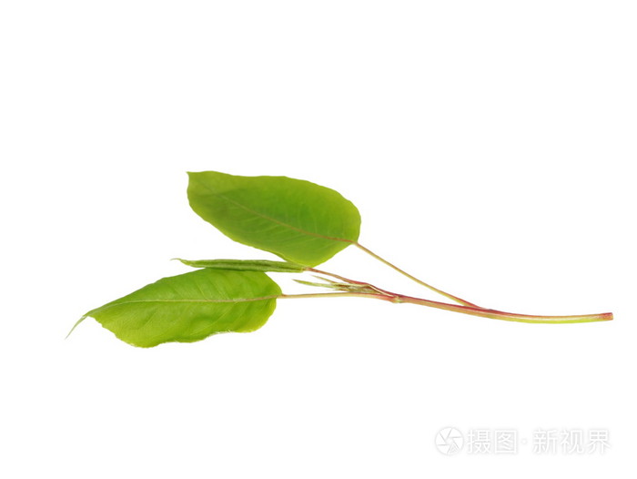 孤立的白色背景上的绿色叶梨