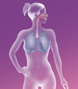 肺系统