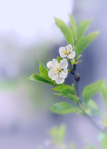 分支与樱桃花