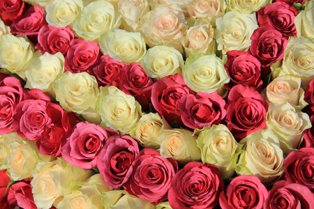 在婚礼的安排的不同色调的粉红玫瑰