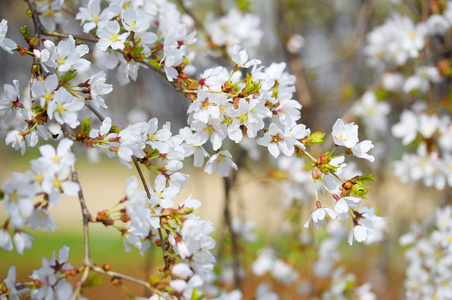 樱花。白色的花，在春季的一天