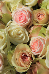 白色和粉色的玫瑰，在婚礼的安排