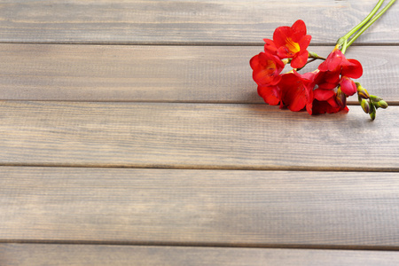 美丽小苍兰花，木制的桌子上