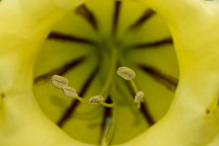 黄色热带的芙蓉花雌蕊宏