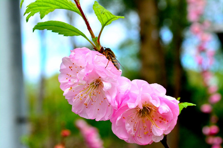 两个粉红色花朵与虻作为访客