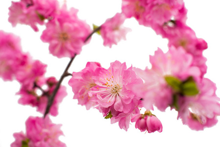 春天樱花树开花