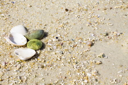 在沙滩的贝壳