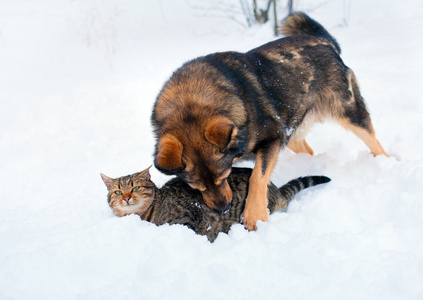 狗和猫在雪中