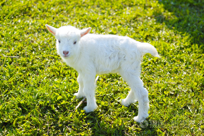 年轻的小山羊在草地上