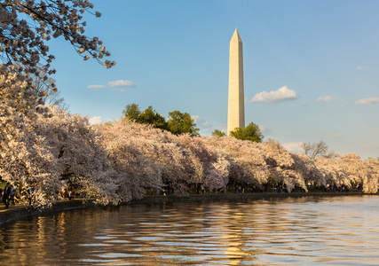 华盛顿纪念碑耸立的花朵