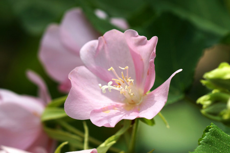 粉红色 dombeya 花。dombeya burgessiae 杰拉德。 前哈夫. 的儿子