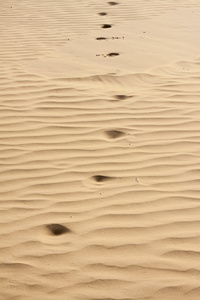 沙漠砂
