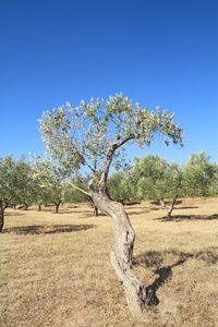橄榄树在希腊