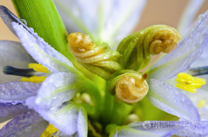 芽紫色花鸭舌hastatal索姆