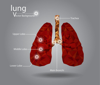 肺几何形状矢量图
