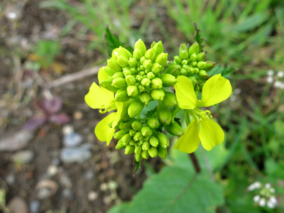 字段芥末或 charlock 芥鸟瞰图查看