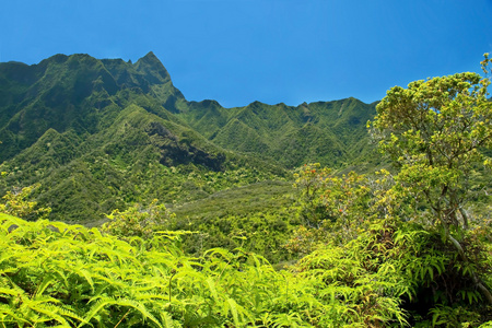 在夏威夷毛伊岛上 iao 谷州立公园