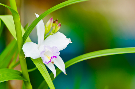 白花盛开兰花特写