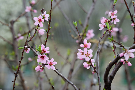 桃花