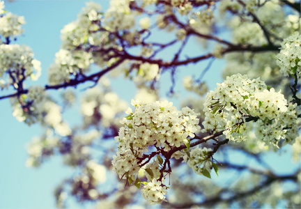 开花的鸟樱桃树或稠。白色的花在春天