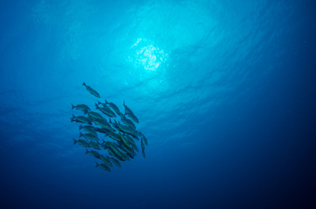 水下加勒比海