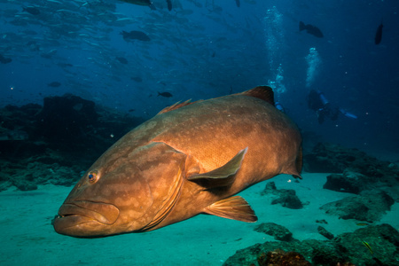 科尔特斯海石斑鱼