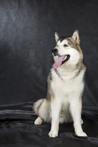    malamute