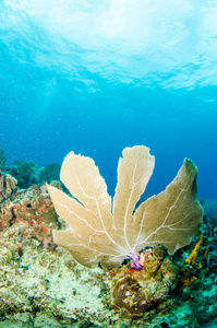 柳珊瑚从加勒比海珊瑚礁