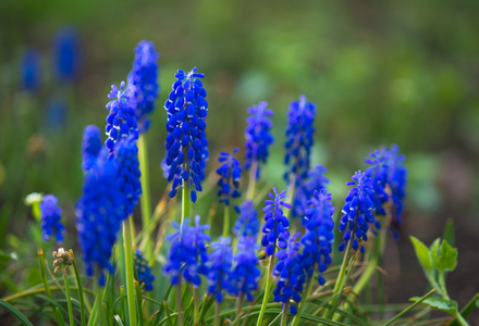 可爱蓝色花