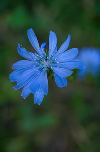 矢车菊花卉