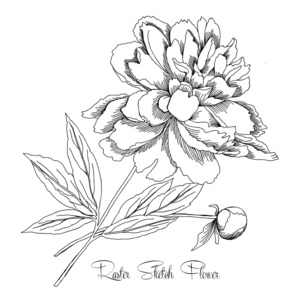 peony.sketch 黑色和白色