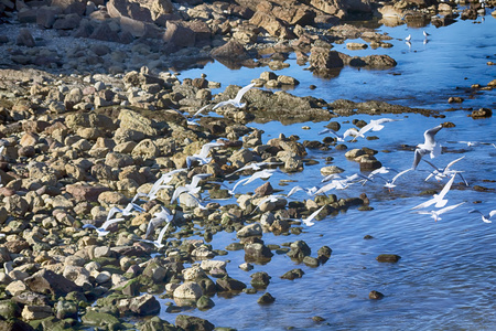 令人印象深刻的海鸥在海边岩石上的组