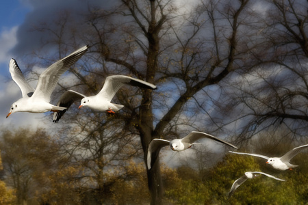海鸥飞在海德公园图片