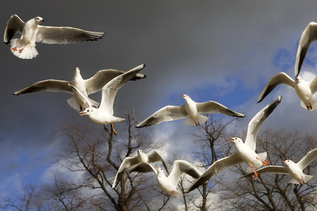 海鸥飞在海德公园图片
