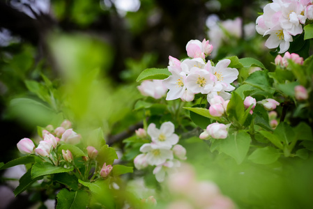 苹果花